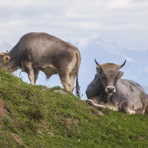 Cows grazing on pasture, Neustift im Stubai Valley Cows grazing on pasture, Neustift im Stubai Valley