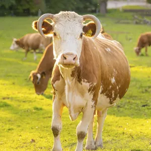 Cows grazing on a sunny meadow with a close-up cow in the foreground Cows grazing on a sunny meadow with a close-up cow in the foreground