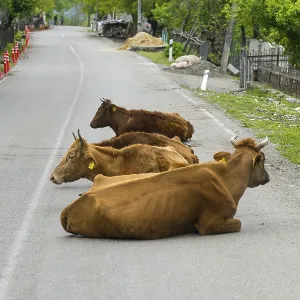 Three cows lie in a relaxed atmosphere on a quiet country road Three cows lie in a relaxed atmosphere on a quiet country road