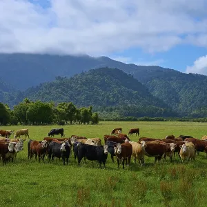 Cows in a New Zealand Meadow Print Cows in a New Zealand Meadow Print