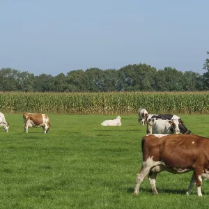 Cows on a pasture in front of a corn field and a row of trees Cows on a pasture in front of a corn field and a row of trees