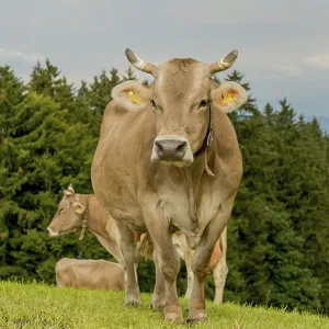 Cows in pasture, Switzerland, Europe