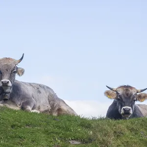 Cows sitting on pasture, Neustift im Stubai Valley Cows sitting on pasture, Neustift im Stubai Valley