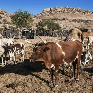 Cows in the village of Kuvale, an ethnic group near Virei Cows in the village of Kuvale, an ethnic group near Virei