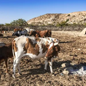 Cows in the village of Kuvale, an ethnic group near Virei Cows in the village of Kuvale, an ethnic group near Virei