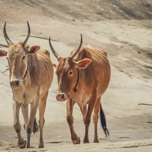 Two cows walking on the rocky hill, Hampi, India Two cows walking on the rocky hill, Hampi, India