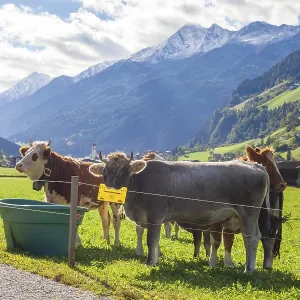 Cows watering on pasture in the background mountains Cows watering on pasture in the background mountains