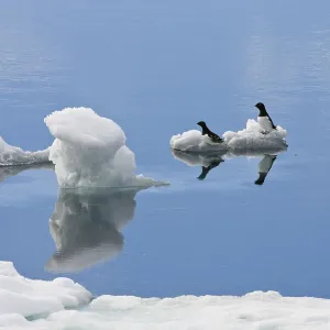 Crab Divers (All), Spitsbergen (Plautus All)