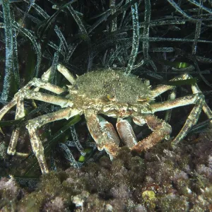 A crab, spider crab (Maja squinado)
