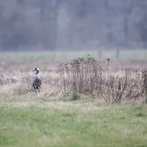 Crane (Grus grus), Lower Saxony, Germany