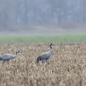 Cranes (Grus grus), Lower Saxony, Germany
