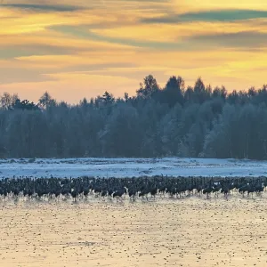 Cranes (Grus grus) roosting on the ice in the moor Cranes (Grus grus) roosting on the ice in the moor