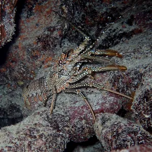 A crayfish with a striking pattern