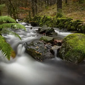 Creek course with mossy stones flows through autumn forest Creek course with mossy stones flows through autumn forest