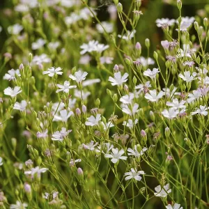 Creeping Baby's Breath (Gypsophila repens) Creeping Baby's Breath (Gypsophila repens)