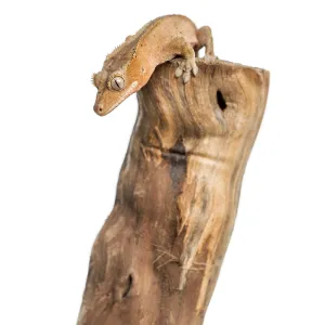 Crested gecko on the top of a branch Crested gecko on the top of a branch