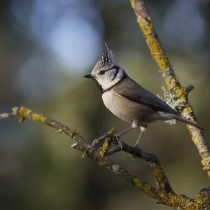 A crested tit bird, Lophophanes cristatus A crested tit bird, Lophophanes cristatus