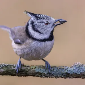 Crested Tit (Lophophanes Scalloped ribbonfish) with seed kernel in beak