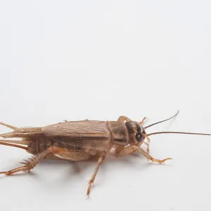 Cricket Print by Cricket Cricket Print by Cricket