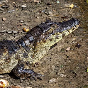 A crocodile lies on its side on the earthy surface