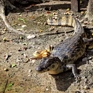 A crocodile lies on an earthy surface with foliage in the sunlight and shade