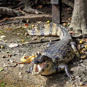 A crocodile lies on a forest floor with foliage and shade