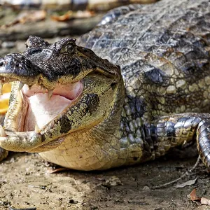 A crocodile lies on the ground with its mouth open and shows its teeth
