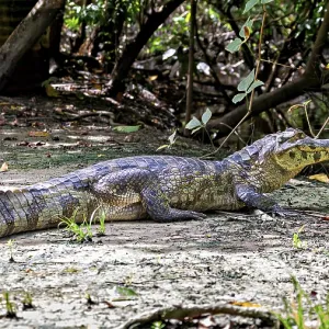 A crocodile lies on the ground surrounded by vegetation