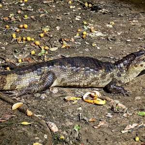 Crocodile lying on its side on earthy ground