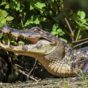 A crocodile with its mouth open in a green