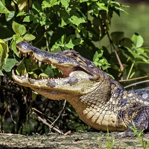 A crocodile with its mouth open in a green environment with plants