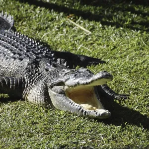 A crocodile with open mouth