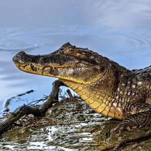A crocodile rests on the bank of a blue water body
