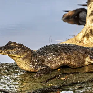 A crocodile rests in the shade of a tree on the bank of a body of water