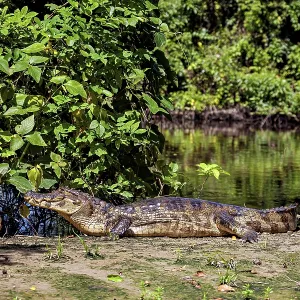 A crocodile on a riverbank in a green