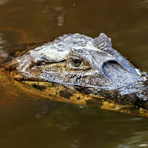 A crocodile swims partially submerged on the surface of the water