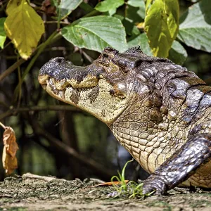 A crocodile's head rises out of the vegetation