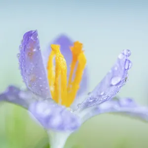 Crocus species (Crocus tommasinianus) Crocus species (Crocus tommasinianus)