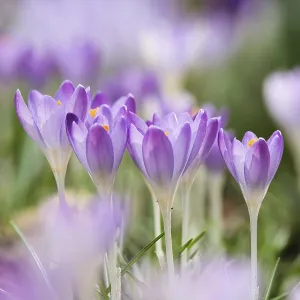 Crocuses (Crocus sp.)