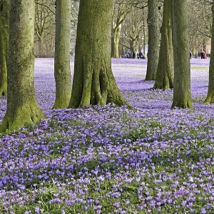 Crocuses (Crocus sp.), Husum palace gardens