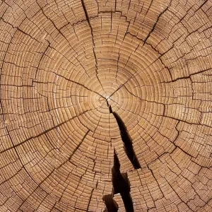 Cross section of tree trunk with annual rings