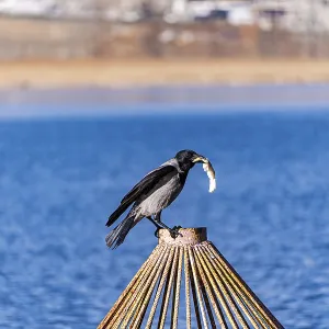 A crow stands on a wooden post A crow stands on a wooden post