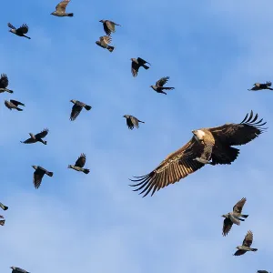 Crowded sky. A griffon vulture (Gyps fulvus) flies accompanied by a flock of jackdaws (Coloeus monedula)