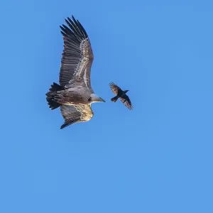 Crowded sky. A griffon vulture (Gyps fulvus) flies accompanied by a jackdaw (Coloeus monedula)