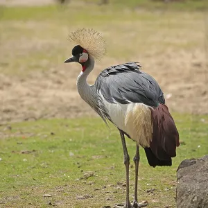 Crowned crane (Balearica pavonina) Crowned crane (Balearica pavonina)