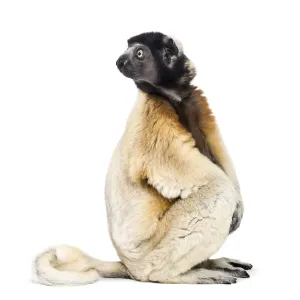 Crowned Sifaka sitting against white background Crowned Sifaka sitting against white background