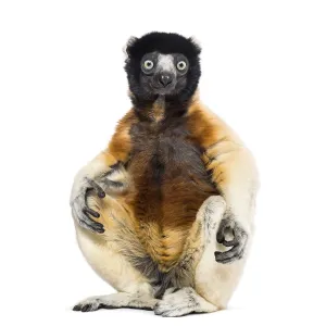 Crowned Sifaka sitting against white background Crowned Sifaka sitting against white background