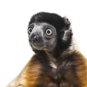 Crowned Sifaka against white background Crowned Sifaka against white background