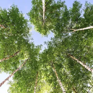 Crowns of tall birch trees in the forest against a blue sky Crowns of tall birch trees in the forest against a blue sky