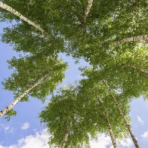 Crowns of tall birch trees above his head in the forest against a blue sky Crowns of tall birch trees above his head in the forest against a blue sky